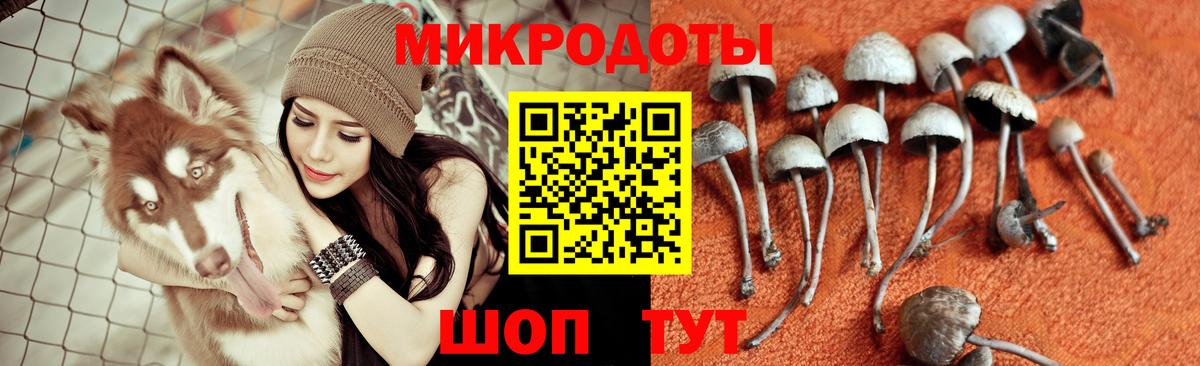 Псилоцибиновые грибы Psilocybine cubensis Миасс